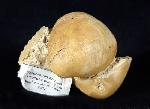 Terebratula ampulla (BROCCHI 1814) - Bild © FossNet FossilienStore